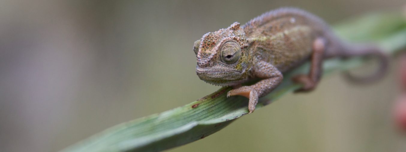 Estrategia camaleón. ¿Qué és?
