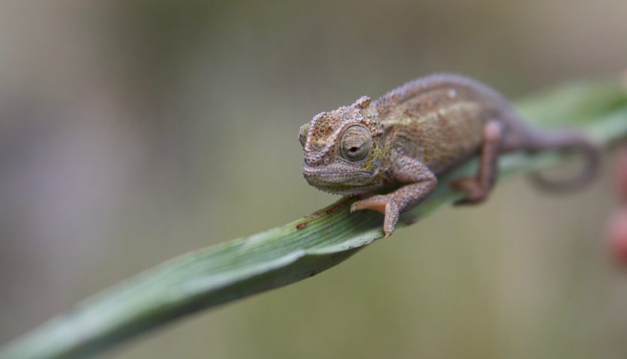 Estrategia camaleón. ¿Qué és?